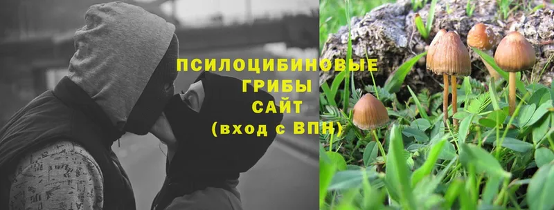 omg зеркало  Орск  Псилоцибиновые грибы Magic Shrooms 